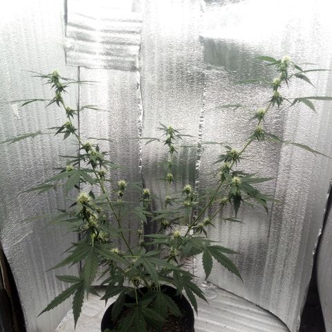 Gorilla Glue Auto Barney's Farm  growlog timeline photo