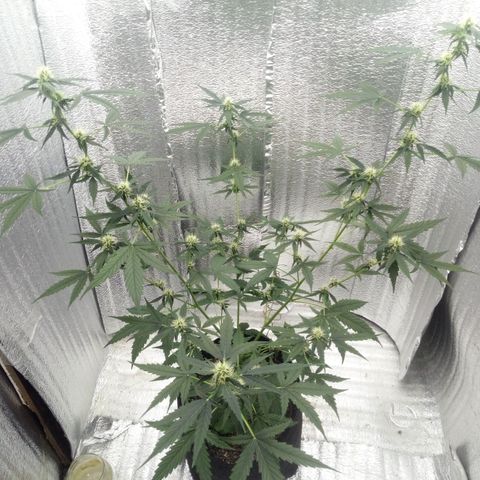 Gorilla Glue Auto Barney's Farm  growlog timeline photo