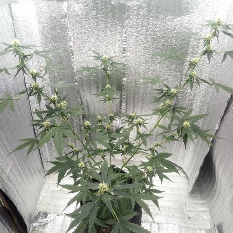 Gorilla Glue Auto Barney's Farm  growlog timeline photo
