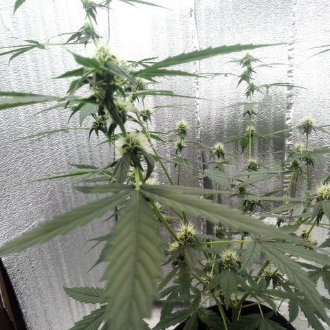 Gorilla Glue Auto Barney's Farm  growlog timeline photo