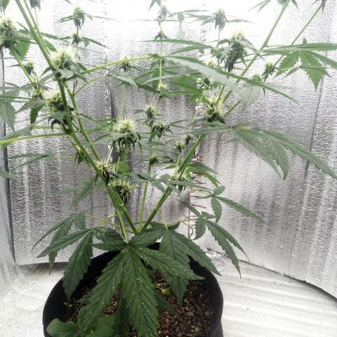 Gorilla Glue Auto Barney's Farm  growlog timeline photo