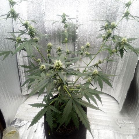 Gorilla Glue Auto Barney's Farm  growlog timeline photo