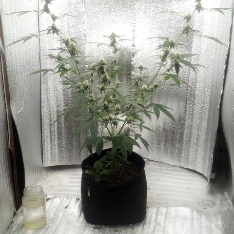 Gorilla Glue Auto Barney's Farm  growlog timeline photo
