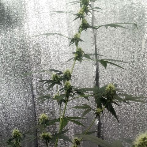 Gorilla Glue Auto Barney's Farm  growlog timeline photo