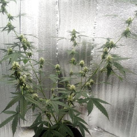 Gorilla Glue Auto Barney's Farm  growlog timeline photo