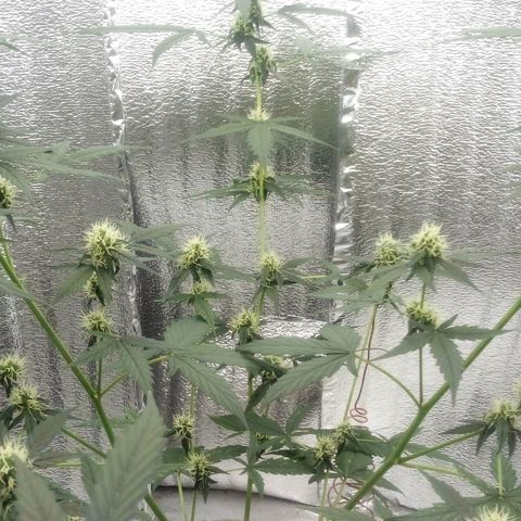 Gorilla Glue Auto Barney's Farm  growlog timeline photo