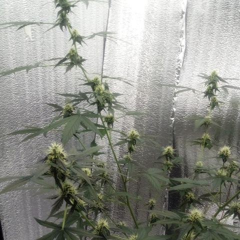 Gorilla Glue Auto Barney's Farm  growlog timeline photo