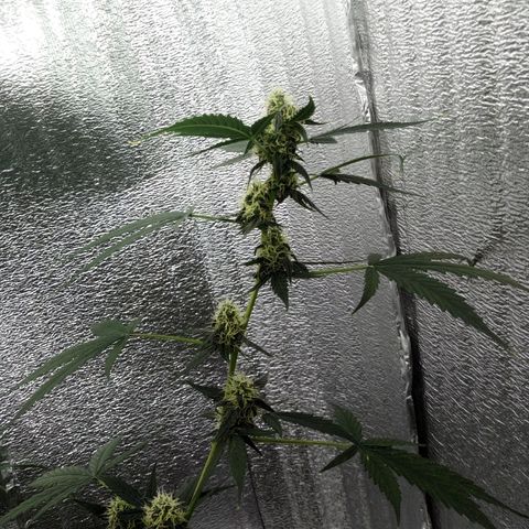 Gorilla Glue Auto Barney's Farm  growlog timeline photo