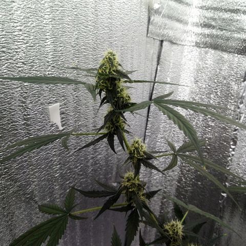 Gorilla Glue Auto Barney's Farm  growlog timeline photo