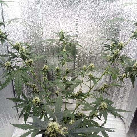 Gorilla Glue Auto Barney's Farm  growlog timeline photo