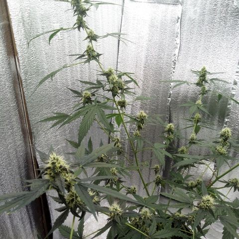 Gorilla Glue Auto Barney's Farm  growlog timeline photo