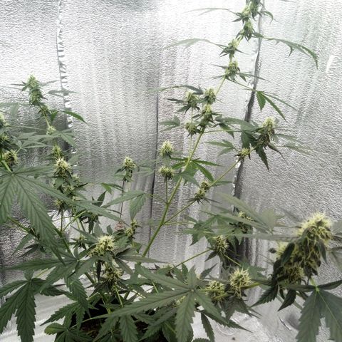Gorilla Glue Auto Barney's Farm  growlog timeline photo