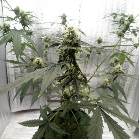 Gorilla Glue Auto Barney's Farm  growlog timeline photo