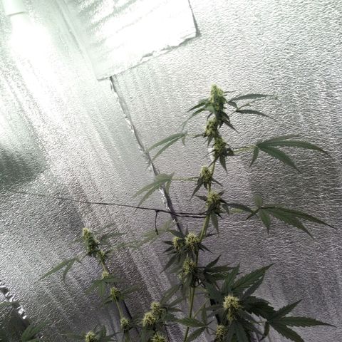 Gorilla Glue Auto Barney's Farm  growlog timeline photo