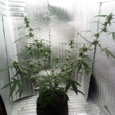 Gorilla Glue Auto Barney's Farm  growlog timeline photo