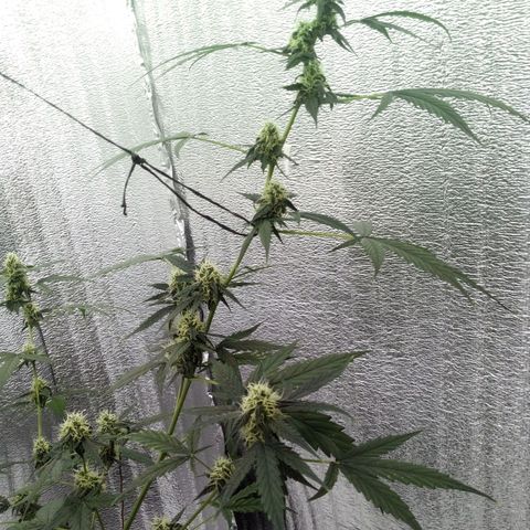 Gorilla Glue Auto Barney's Farm  growlog timeline photo