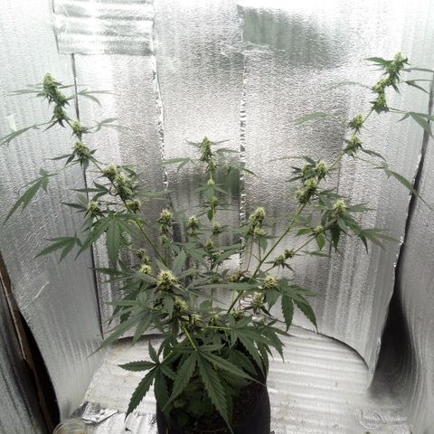 Gorilla Glue Auto Barney's Farm  growlog timeline photo