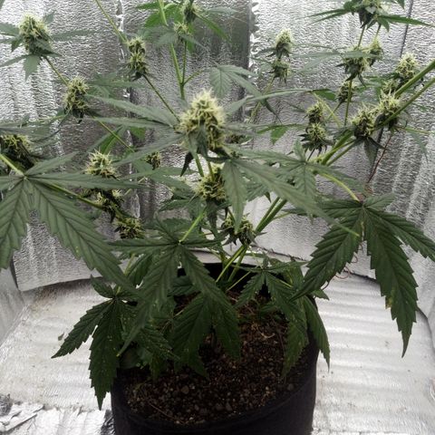 Gorilla Glue Auto Barney's Farm  growlog timeline photo