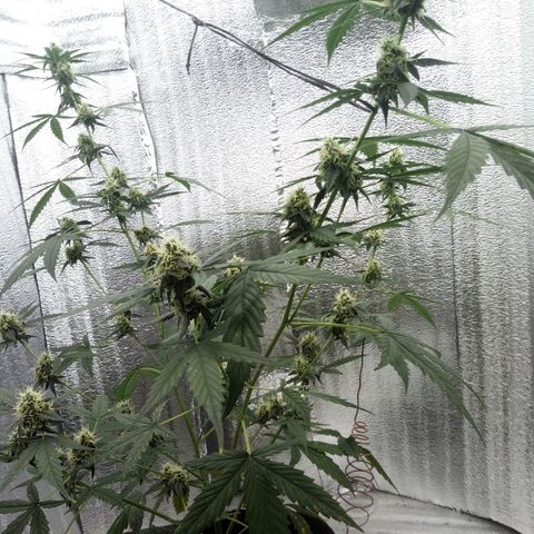 Gorilla Glue Auto Barney's Farm  growlog timeline photo