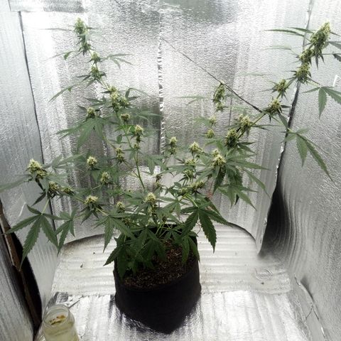Gorilla Glue Auto Barney's Farm  growlog timeline photo