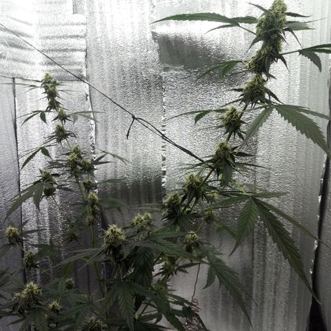 Gorilla Glue Auto Barney's Farm  growlog timeline photo