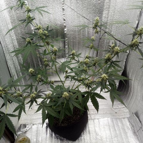 Gorilla Glue Auto Barney's Farm  growlog timeline photo