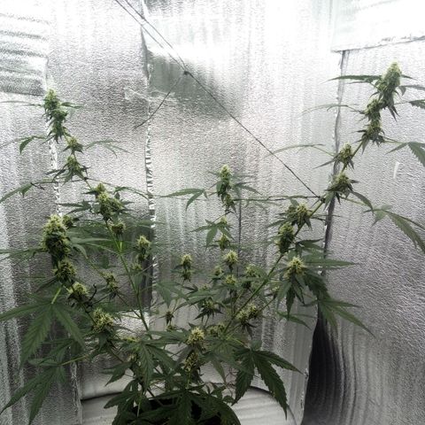 Gorilla Glue Auto Barney's Farm  growlog timeline photo