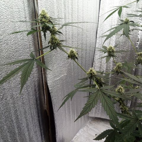 Gorilla Glue Auto Barney's Farm  growlog timeline photo