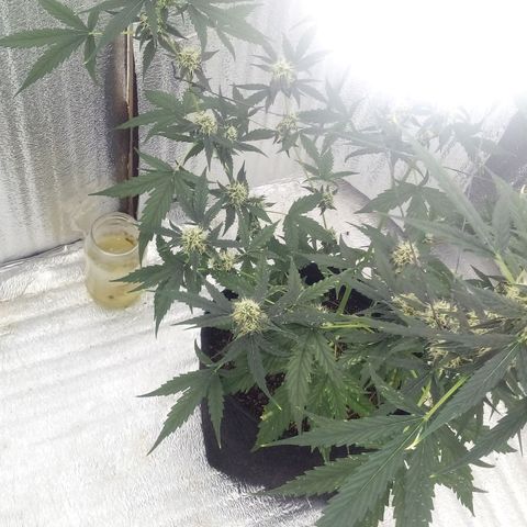 Gorilla Glue Auto Barney's Farm  growlog timeline photo