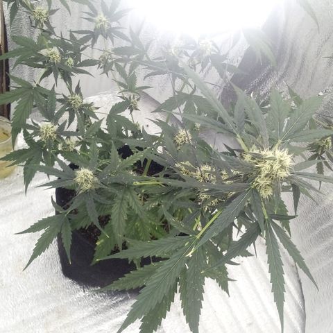 Gorilla Glue Auto Barney's Farm  growlog timeline photo