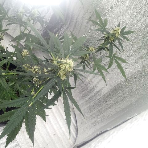 Gorilla Glue Auto Barney's Farm  growlog timeline photo