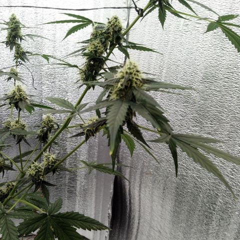 Gorilla Glue Auto Barney's Farm  growlog timeline photo