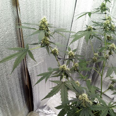 Gorilla Glue Auto Barney's Farm  growlog timeline photo