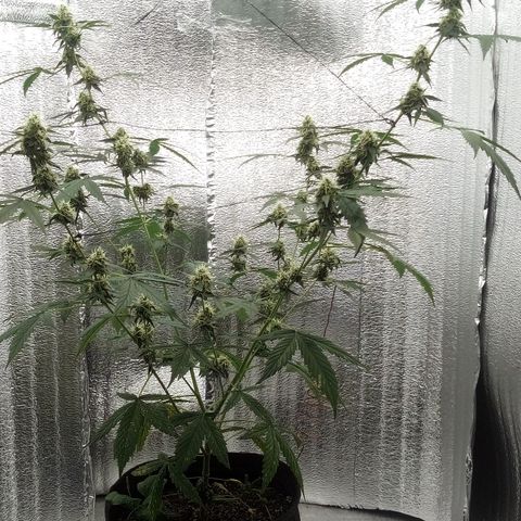 Gorilla Glue Auto Barney's Farm  growlog timeline photo