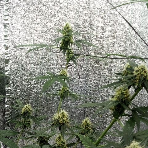 Gorilla Glue Auto Barney's Farm  growlog timeline photo