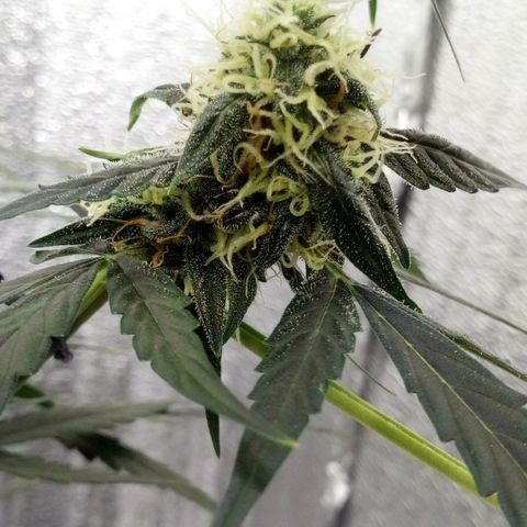 Gorilla Glue Auto Barney's Farm  growlog timeline photo
