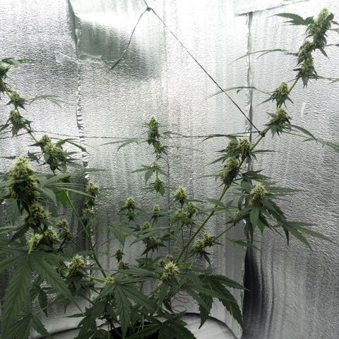 Gorilla Glue Auto Barney's Farm  growlog timeline photo