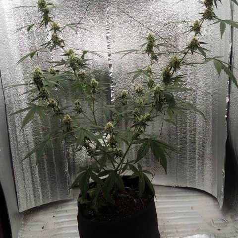 Gorilla Glue Auto Barney's Farm  growlog timeline photo