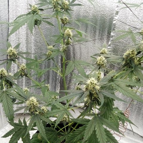 Gorilla Glue Auto Barney's Farm  growlog timeline photo