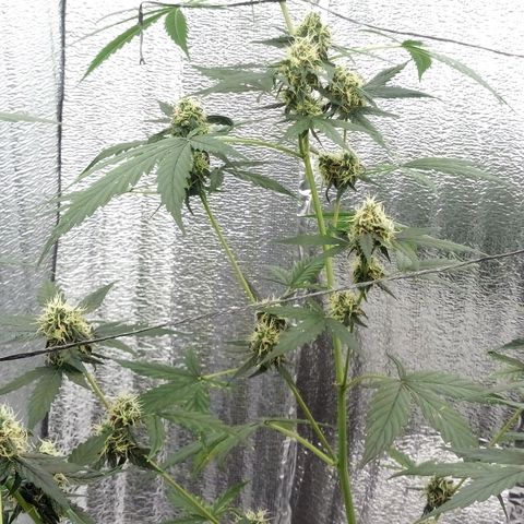 Gorilla Glue Auto Barney's Farm  growlog timeline photo