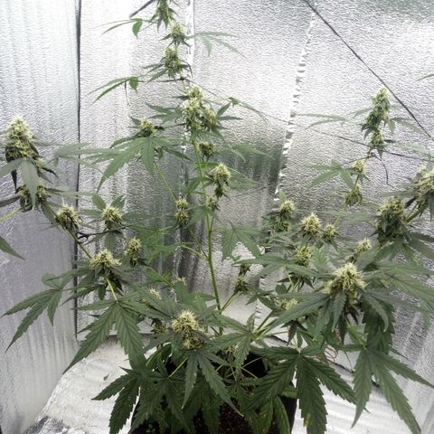 Gorilla Glue Auto Barney's Farm  growlog timeline photo