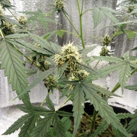 Gorilla Glue Auto Barney's Farm  growlog timeline photo