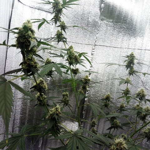 Gorilla Glue Auto Barney's Farm  growlog timeline photo