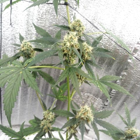 Gorilla Glue Auto Barney's Farm  growlog timeline photo