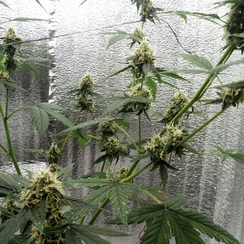 Gorilla Glue Auto Barney's Farm  growlog timeline photo