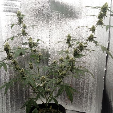 Gorilla Glue Auto Barney's Farm  growlog timeline photo