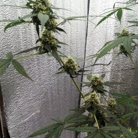 Gorilla Glue Auto Barney's Farm  growlog timeline photo