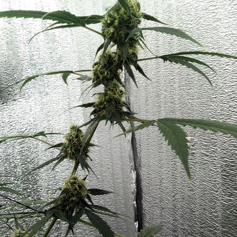 Gorilla Glue Auto Barney's Farm  growlog timeline photo