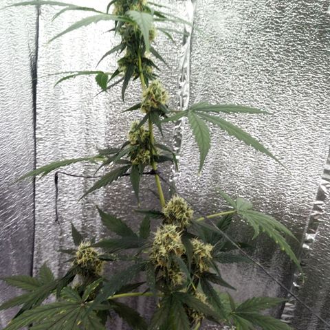 Gorilla Glue Auto Barney's Farm  growlog timeline photo