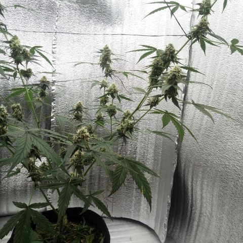 Gorilla Glue Auto Barney's Farm  growlog timeline photo